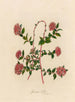 Spiraea bella - Gaetano Savi — Ansicht des Kunstwerks