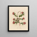 Spiraea bella - Gaetano Savi — gerahmtes Bild an der Wand