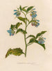 Symphytum asperrimum - Gaetano Savi — Ansicht des Kunstwerks