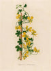Tropaeolum peregrinum - Gaetano Savi — Ansicht des Kunstwerks