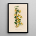Tropaeolum peregrinum - Gaetano Savi — gerahmtes Bild an der Wand