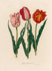 Tulpe gesneriana - Gaetano Savi — Ansicht des Kunstwerks