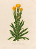 Xeranthemum glabrum - Gaetano Savi — Ansicht des Kunstwerks