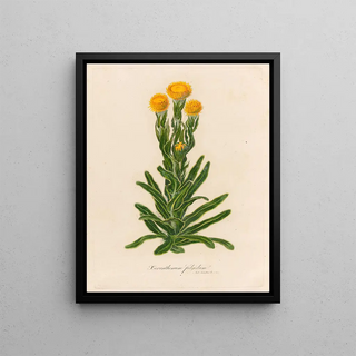 Gaetano Savi - Xeranthemum fulgidum.webp
