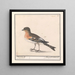 Gardez Fringilla montifringilla - Anselmus Botius de Boodt — gerahmtes Bild an der Wand