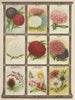 Knopfbüchse des Abitur, Astern, Amaranthus, Löwenmäulchen - Genesee Valley Lithograph & Co.. — Ansicht des Kunstwerks