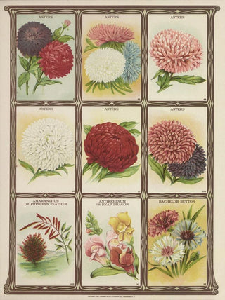 Genesee Valley Lithograph Co - Asters Amaranthus Antirrhinum Bachelor Button.webp