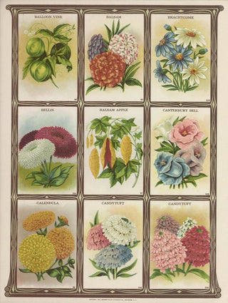 Genesee Valley Lithograph Co - Baloon Vine Balsam Brachycome Bellis.webp