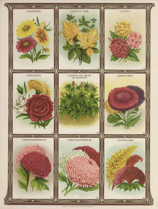 Genesee Valley Lithograph Co - Calliopsis Canary vine Canna Carnation.webp