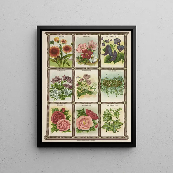 Genesee Valley Lithograph Co - Gaillardia Godetia Hyacinth Bean Heliotrope.webp