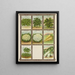 Grünkohl Blumenkohl Chicorée Sauerampfer Lauch - Genesee Valley Lithograph & Co.. — gerahmtes Bild an der Wand