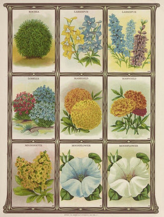 Genesee Valley Lithograph Co - Kochia Larkspur Lobelia Marigold.webp