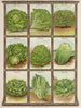 Laitue - Genesee Valley Lithograph & Co.. — Ansicht des Kunstwerks