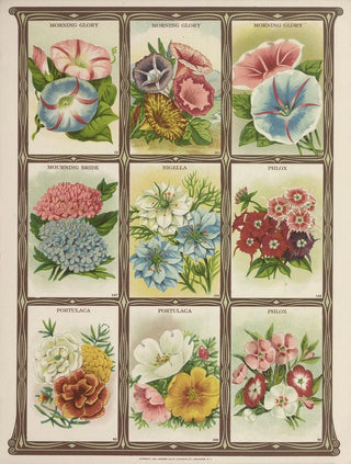 Genesee Valley Lithograph Co - Morning Glory Mourning bride Nigella Phlox Portulaca.webp
