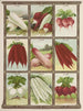 Radis - Genesee Valley Lithograph & Co.. — Ansicht des Kunstwerks