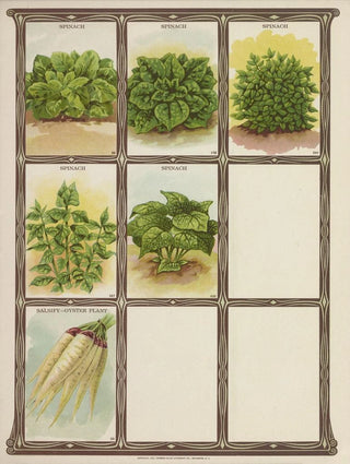 Genesee Valley Lithograph Co - Spinach SalsifyOyster Plant.webp