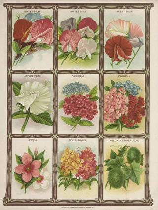 Genesee Valley Lithograph Co - Sweet Peas Verbena Vinca Wallflower.webp