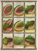 Wassermelone - Genesee Valley Lithograph & Co.. — Ansicht des Kunstwerks