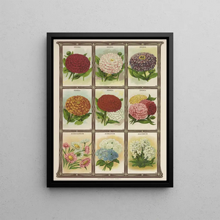 Genesee Valley Lithograph Co - Zinnia Acroclinium Ageratum Allyssum.webp