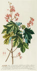 Acer - Georg Dionysius Ehret — Ansicht des Kunstwerks