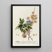 Acer II - Georg Dionysius Ehret — gerahmtes Bild an der Wand