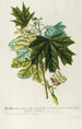 Acer III - Georg Dionysius Ehret — Ansicht des Kunstwerks