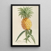 Ananas - Georg Dionysius Ehret — gerahmtes Bild an der Wand