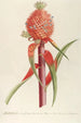 Ananas II - Georg Dionysius Ehret — Ansicht des Kunstwerks