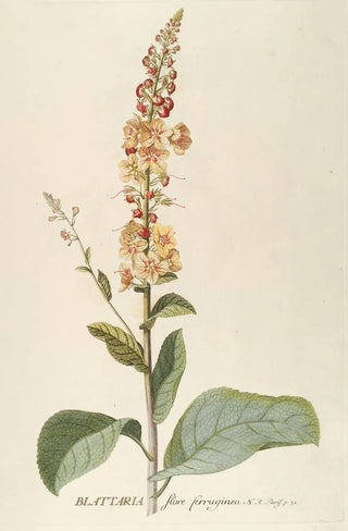 Georg Dionysius Ehret - Blattaria.webp