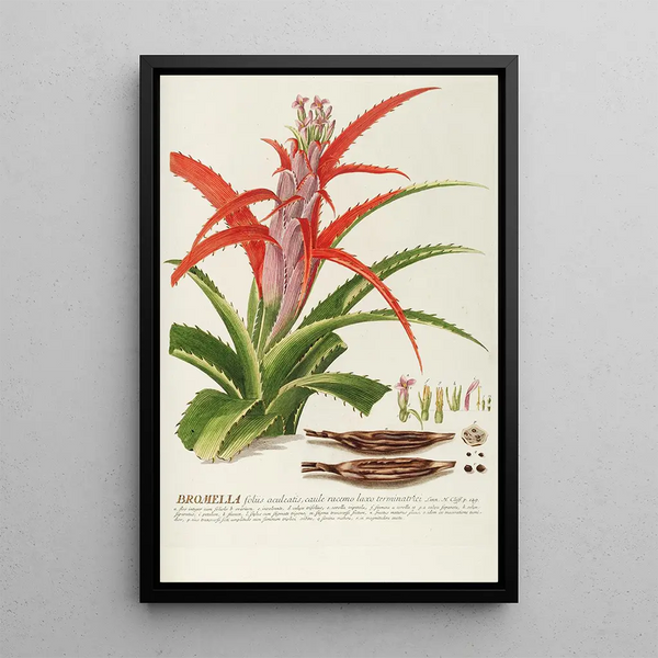 Georg Dionysius Ehret - Bromelia.webp