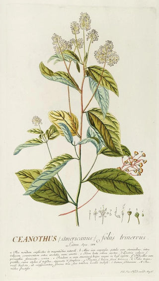 Georg Dionysius Ehret - Ceanothus.webp