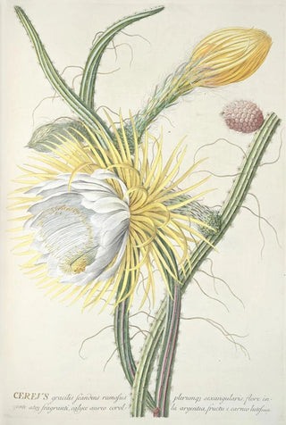 Georg Dionysius Ehret - Cereus III.webp