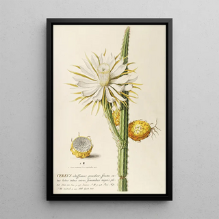 Georg Dionysius Ehret - Cereus.webp