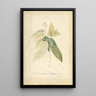 Georg Dionysius Ehret - Cinnamomum.webp