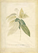 Cinnamomum - Georg Dionysius Ehret — Ansicht des Kunstwerks