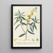 Crotalaria - Georg Dionysius Ehret — gerahmtes Bild an der Wand