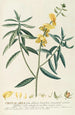 Crotalaria - Georg Dionysius Ehret — Ansicht des Kunstwerks