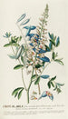 Crotalaria II - Georg Dionysius Ehret — Ansicht des Kunstwerks