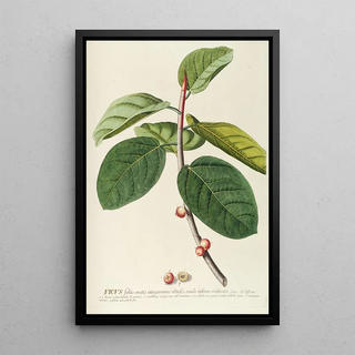 Georg Dionysius Ehret - Ficus.webp