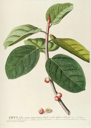 Georg Dionysius Ehret - Ficus.webp