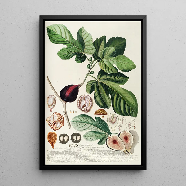 Georg Dionysius Ehret - Ficus II.webp