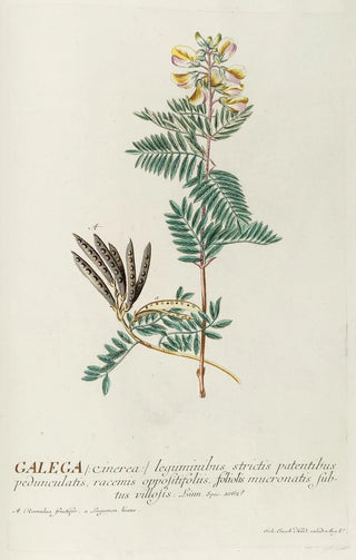 Georg Dionysius Ehret - Galega.webp