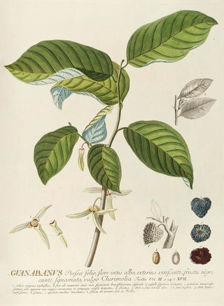 Georg Dionysius Ehret - Guanabanus.webp