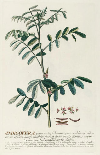 Georg Dionysius Ehret - Indigofera.webp