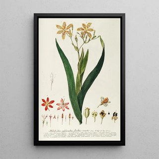 Georg Dionysius Ehret - Ixia.webp