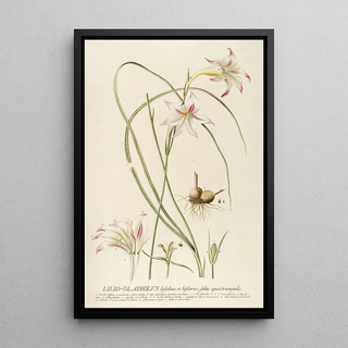 Georg Dionysius Ehret - LilioGladiolus.webp