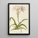 LilioNarcissus - Georg Dionysius Ehret — gerahmtes Bild an der Wand