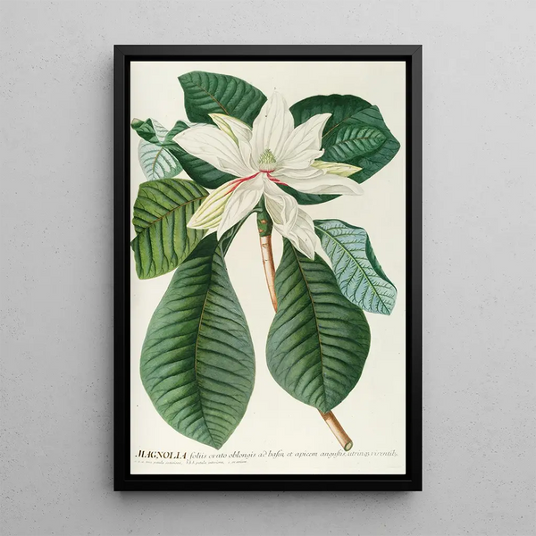 Georg Dionysius Ehret - Magnolia III.webp