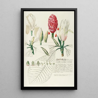 Georg Dionysius Ehret - Magnolia IV.webp