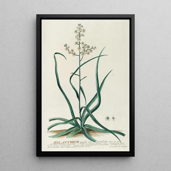 Georg Dionysius Ehret - Melanthium.webp